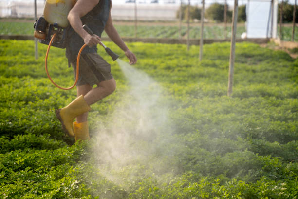 Best Wasp Removal Services  in Grundy Center, IA