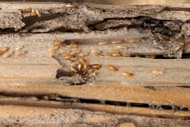 Best Affordable Pest Control Services  in Grundy Center, IA